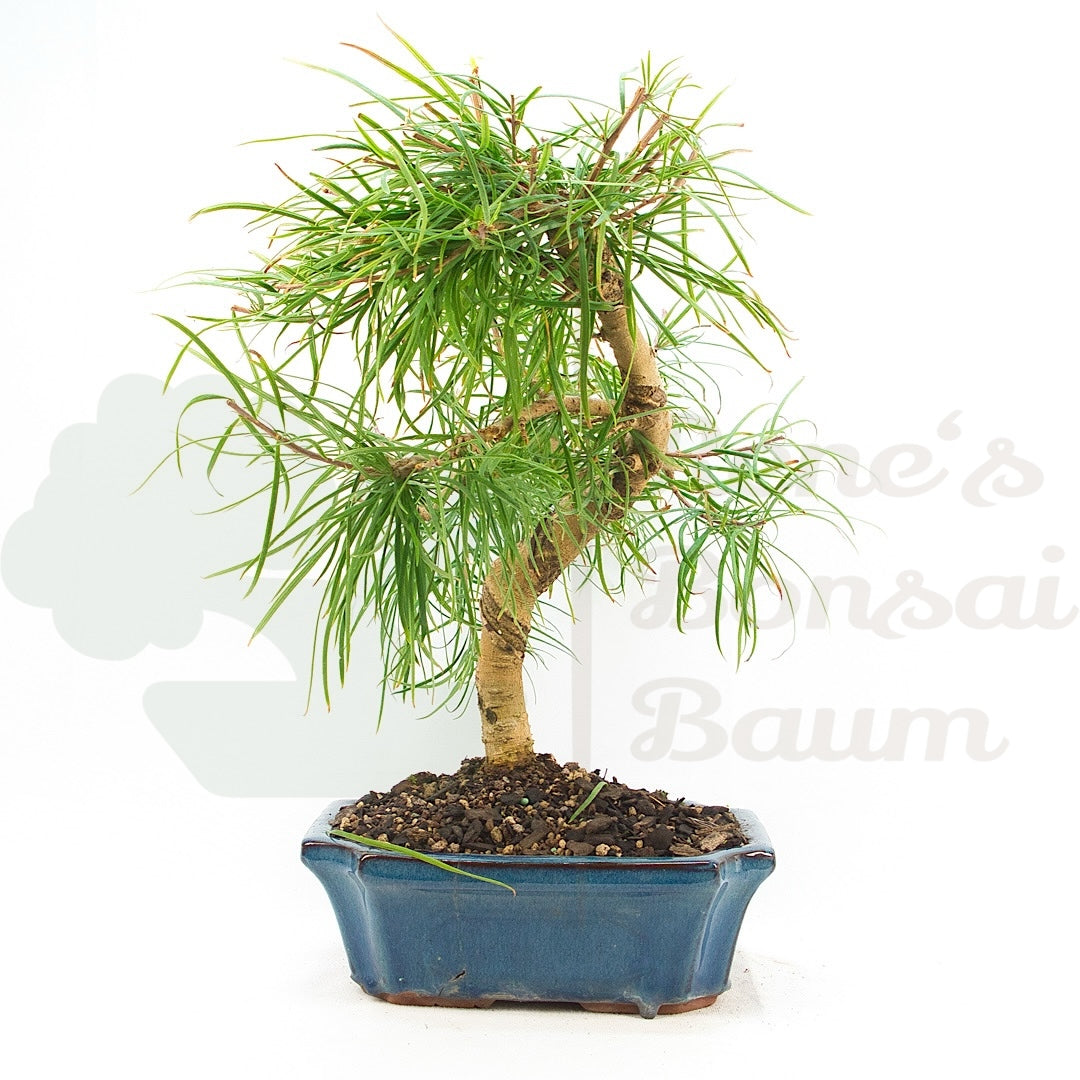 Goldlärche 'Pseudolarix amabilis'